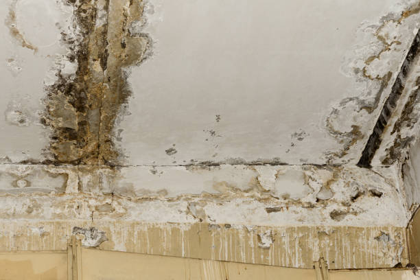 Reliable Tahoka, TX Mold Remediation Solutions